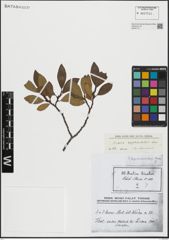 Foto von Salix hegetschweileri Heer